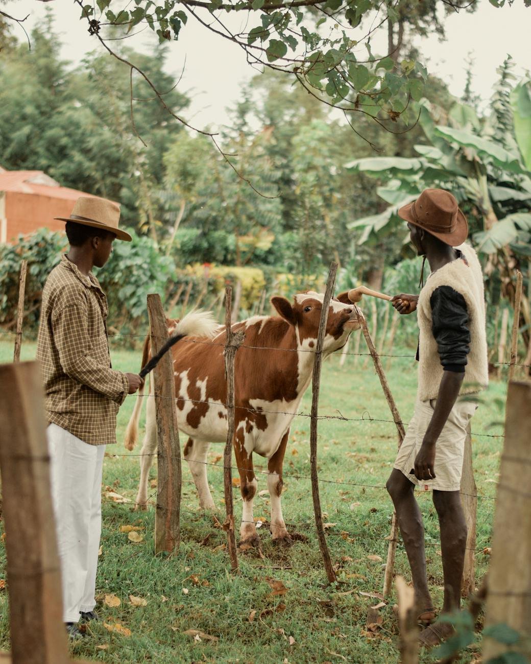 men tending to their cattle